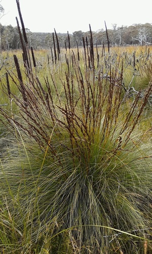 Gahnia filifolia