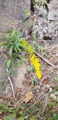 Solidago