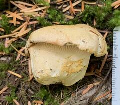 Cantharellus subalbidus