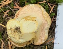 Cantharellus subalbidus