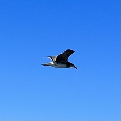 Leucophaeus atricilla