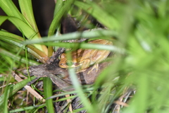 Litoria ewingii