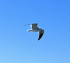 Leucophaeus atricilla
