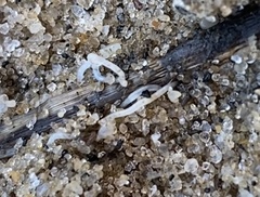 Enchytraeidae