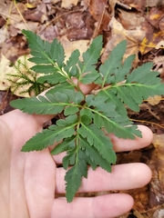 Sceptridium dissectum