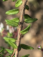 Agathosma riversdalensis