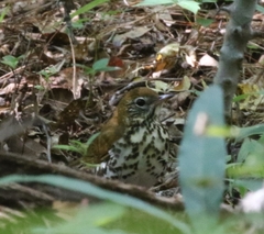 Hylocichla mustelina