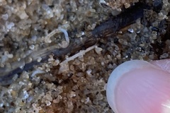 Enchytraeidae