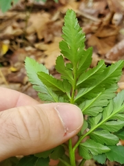 Sceptridium dissectum