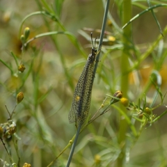 Brachynemurus versutus
