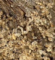 Enchytraeidae