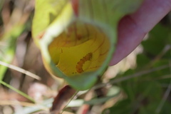 Exyra semicrocea