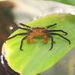 Penang Hill Vampire Crab - Photo (c) Cheongweei Gan, some rights reserved (CC BY-NC), uploaded by Cheongweei Gan