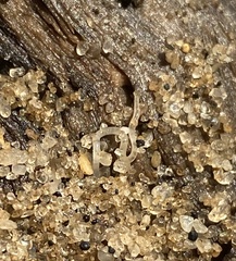 Enchytraeidae