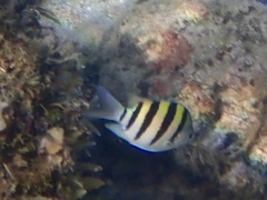 Abudefduf vaigiensis