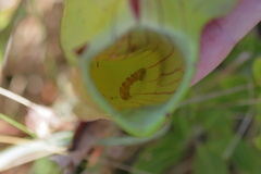 Exyra semicrocea