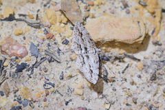 Didymoctenia exsuperata