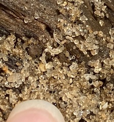 Enchytraeidae