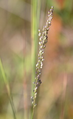 Anthenantia rufa