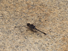 Bradinopyga geminata