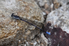 Argia hinei