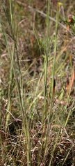 Anthenantia rufa