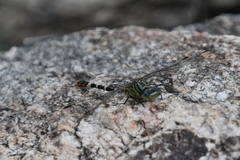 Erpetogomphus lampropeltis