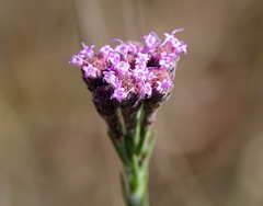 Carphephorus pseudoliatris