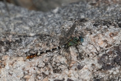 Erpetogomphus lampropeltis