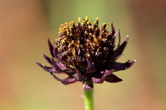 Helianthus radula