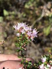 Agathosma riversdalensis