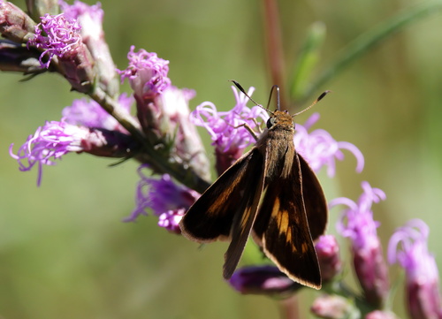 Palatka Skipper photo 3