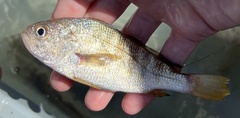 Larimus fasciatus