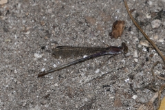 Argia pallens