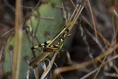 Schistocerca albolineata