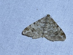 Macaria pinistrobata