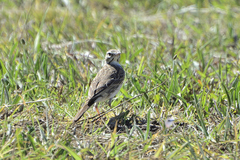 Anthus australis