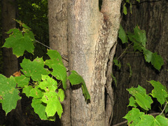 Acer nigrum