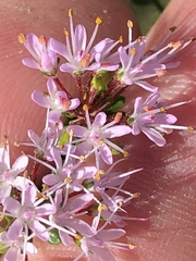 Agathosma riversdalensis