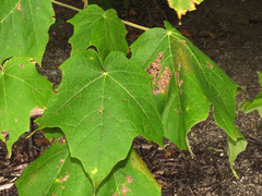 Acer nigrum