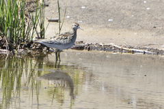 Calidris acuminata