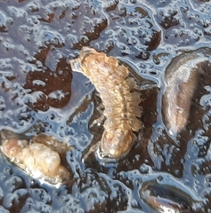 Caecidotea racovitzai