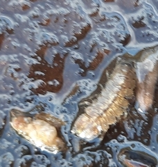 Caecidotea racovitzai