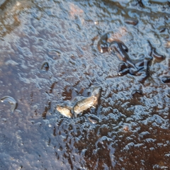 Caecidotea racovitzai