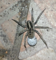 Schizocosa malitiosa