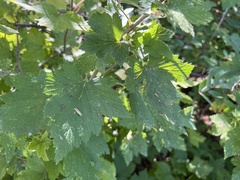 Ribes americanum