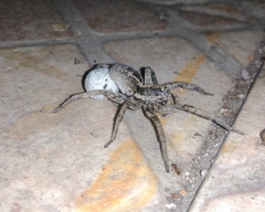 Schizocosa malitiosa