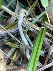 Psilocybe semilanceata