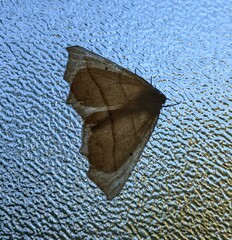 Tetracis jubararia