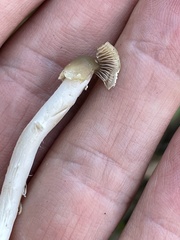 Psilocybe semilanceata